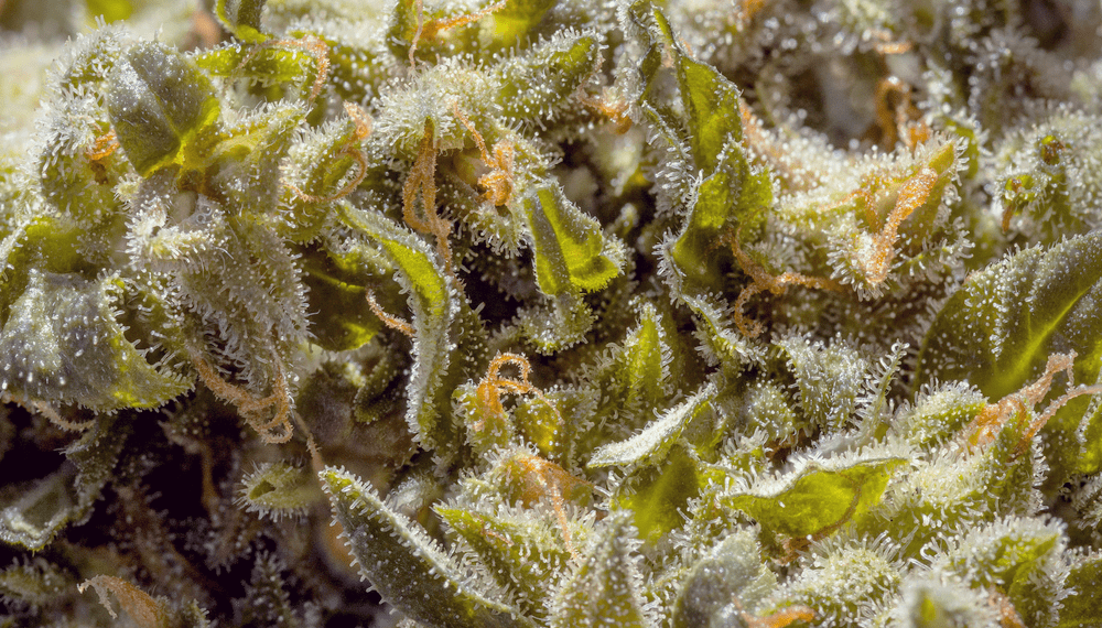 Marijuana allergies and how to identify them. RQS Blog